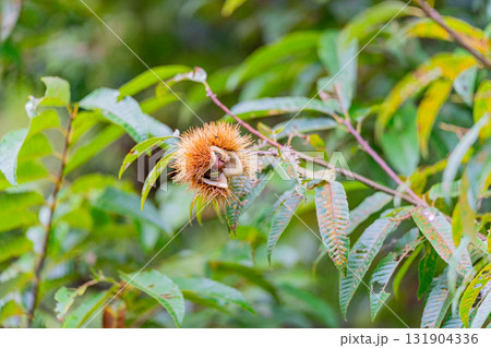 樹上の栗に害虫のカメムシがついている 131904336