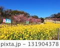 観音崎公園・花の広場の菜の花と河津桜 131904378