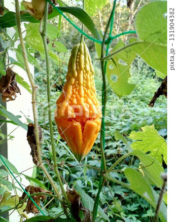 熟れすぎた果実ヘチマ 131904382