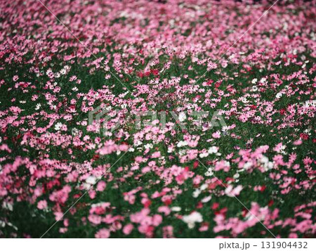 高須のコスモス畑 高須のコスモス畑 131904432