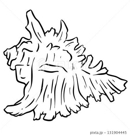 Hand drawn clipart illustration of seashell shell mollusc seaside shellfish  131904445