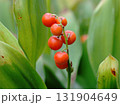 スズランの赤い実 131904649