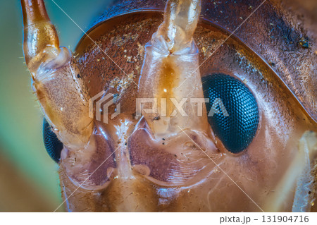 カマドウマの複眼 カマドウマの複眼 131904716