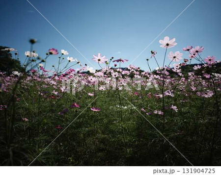 秋のコスモス 131904725