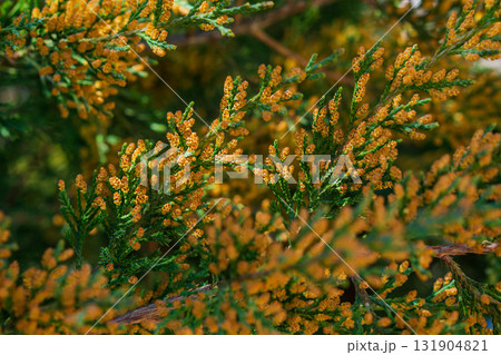 Photo of beautiful bright yellow-orange flowers on the tips of branches of evergreen thuja, cypress during flowering in midsummer, close-up on a blurred multi-colored background. Beauty of nature. Photo of beautiful bright yellow-orange flowers on the tips of branches of evergreen thuja, cypress during flowering in midsummer, close-up on a blurred multi-colored background. Beauty of nature. 131904821
