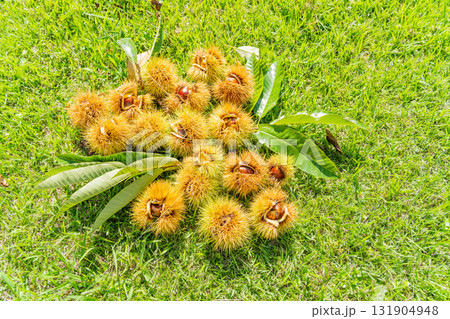 イガに包まれている栗 131904948