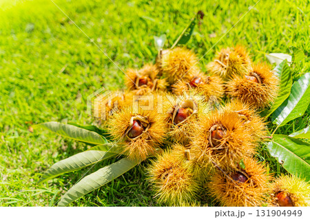 イガに包まれている栗 131904949