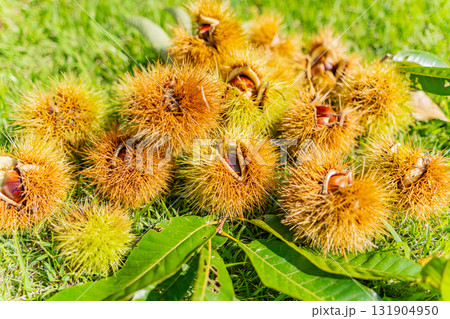 イガに包まれている栗 131904950