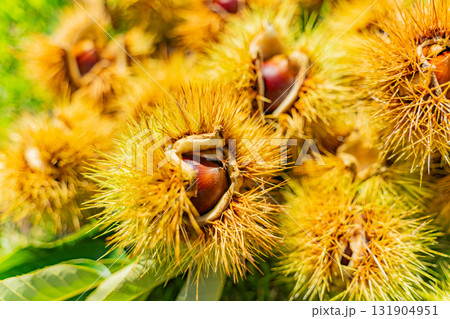 イガに包まれている栗 131904951