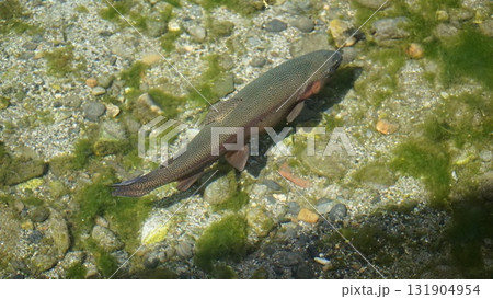 大王わさび農園の湧水を泳ぐ信州サーモン 大王わさび農園の湧水を泳ぐ信州サーモン 131904954