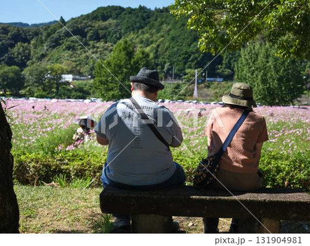 コスモスの花畑で観光旅行する人 コスモスの花畑で観光旅行する人 131904981