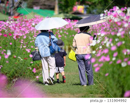 コスモスの花畑で観光旅行する人 131904992