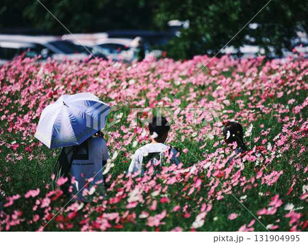 コスモスの花畑で観光旅行する人 131904995
