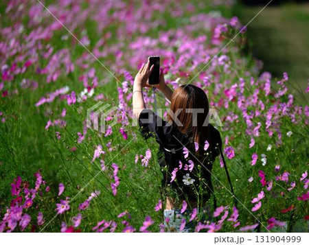 コスモスの花畑で観光旅行する人 131904999