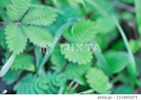blur background or leaf background or Sensitive plant , Shameplant or Sleeping grass 131905073