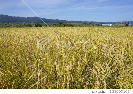 収穫直前の稲穂01 収穫直前の稲穂01 131905162