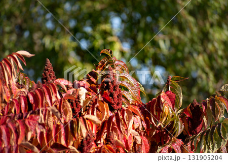 Staghorn sumac tree in autumn, Rhus typhina Staghorn sumac tree in autumn, Rhus typhina 131905204