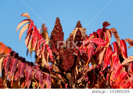 Staghorn sumac tree in autumn, Rhus typhina 131905205