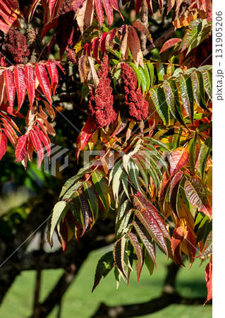 Staghorn sumac tree in autumn, Rhus typhina Staghorn sumac tree in autumn, Rhus typhina 131905206