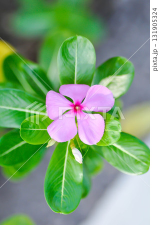 ludwigia adscendens , West Indian paeriwinkle or Catharanthus roseus or Vinca or Old maid or Madagasgar periwinkle 131905324