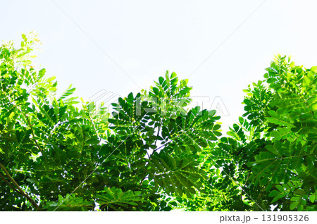 Rain tree or Samanea saman, LEGUMINOSAE MIMOSOIDEAE and tamarind tree Rain tree or Samanea saman, LEGUMINOSAE MIMOSOIDEAE and tamarind tree 131905326