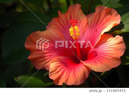 Soft Light Highlighting Hibiscus Petal Details 131905431