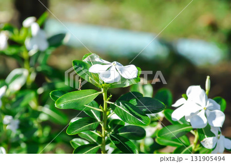 ludwigia adscendens , West Indian paeriwinkle or Catharanthus roseus or Vinca or Old maid or Madagasgar periwinkle 131905494