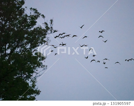 夕方の空を飛ぶマガンのシルエット 夕方の空を飛ぶマガンのシルエット 131905597