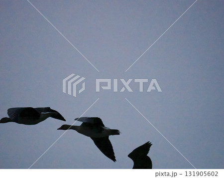 夕方の空を飛ぶマガンのシルエット 夕方の空を飛ぶマガンのシルエット 131905602