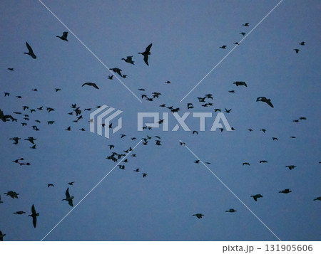 夕方の空を飛ぶマガンのシルエット 131905606