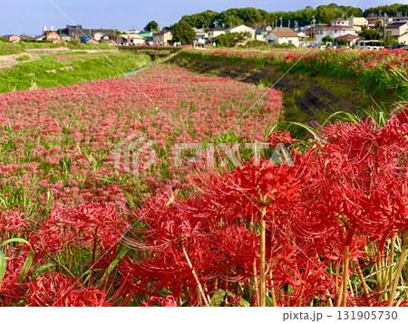 土手に咲く赤い彼岸花〈矢勝川堤/愛知県半田市〉 131905730