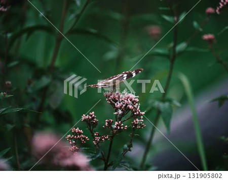 羽を休める蝶 131905802