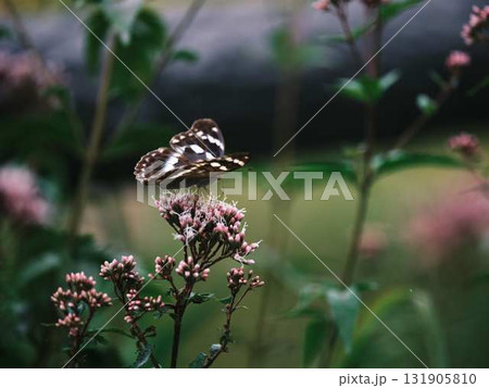 羽を休める蝶 131905810