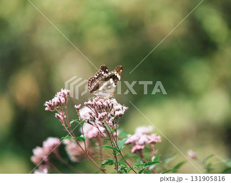 羽を休める蝶 131905816