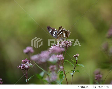 羽を休める蝶 131905820