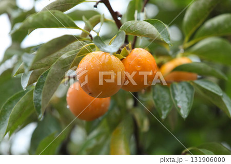 Ripe persimmons hanging on a persimmon tree and yellow persimmons with raindrops, autumn fruit and persimmon orchard landscape 131906000