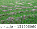 草が生い茂った畑 131906060