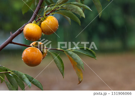 Ripe persimmons hanging on a persimmon tree, yellow sweet persimmons with raindrops, an orchard landscape with abundant autumn fruits 131906066