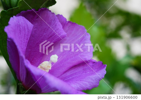 A beautiful flower of the Syrian Hibiscus tree close-up with purple large petals on which particles of flower pollen fell from ripe light pistil. Blooming time for landscaped plants in floral garden. 131906600
