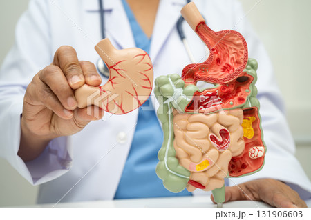 Digestive system with stomach and intestine, Asian doctor holding human anatomy model for study diagnosis and treatment in hospital. Digestive system with stomach and intestine, Asian doctor holding human anatomy model for study diagnosis and treatment in hospital. 131906603