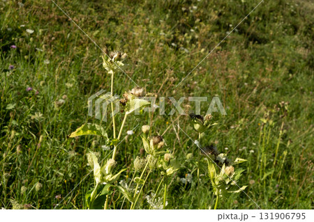Fresh Green Alpine Herbal Flora in Nature Landscape. Fresh Green Alpine Herbal Flora in Nature Landscape. 131906795