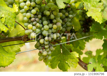 Close-Up of Ripe Grape Clusters on the Vine Close-Up of Ripe Grape Clusters on the Vine 131906796