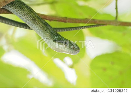 秋の森で出会ったアオダイショウ 秋の森で出会ったアオダイショウ 131906845