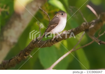 秋の渡り前のコサメビタキ 131906847