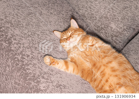 Ginger cat sleeping on beige sofa Ginger cat sleeping on beige sofa 131906934