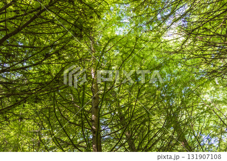 Shot of the different types of trees in the arboretum 131907108