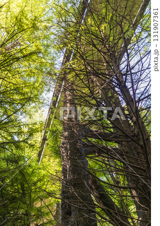Wooden bridge passage in the woods. 131907361