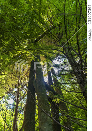Wooden bridge passage in the woods. 131907363