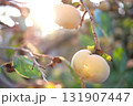 たぶん食べられない、木になった柿 131907447