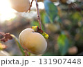 たぶん食べられない、木になった柿 131907448